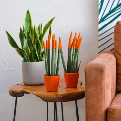 Vrouwentong - Set van 2 - Sansevieria cylindrica - Hoogte 20-40cm - ⌀9cm