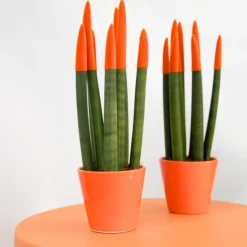 Vrouwentong - Set van 2 - Sansevieria cylindrica - Hoogte 20-40cm - ⌀9cm