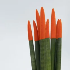 Vrouwentong - Set van 2 - Sansevieria cylindrica - Hoogte 20-40cm - ⌀9cm