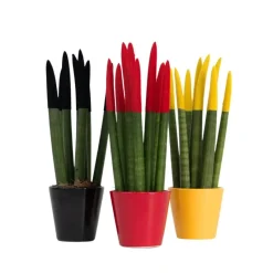 Vrouwentong - Set van 3 - Sansevieria cylindrica - Hoogte 20-40cm - ⌀9cm