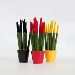 Vrouwentong - Set van 3 - Sansevieria cylindrica - Hoogte 20-40cm - ⌀9cm