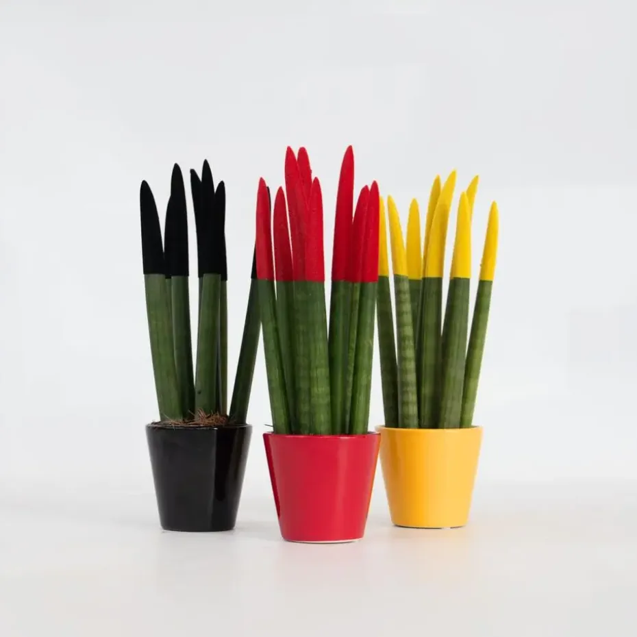 Vrouwentong - Set van 3 - Sansevieria cylindrica - Hoogte 20-40cm - ⌀9cm
