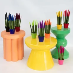 Vrouwentong - Set van 3 - Sansevieria cylindrica - Hoogte 20-40cm - ⌀9cm