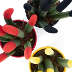 Vrouwentong - Set van 3 - Sansevieria cylindrica - Hoogte 20-40cm - ⌀9cm