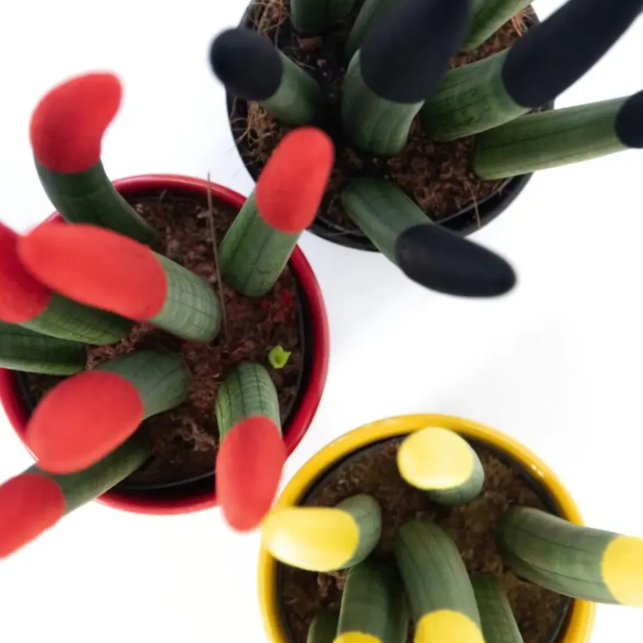 Vrouwentong - Set van 3 - Sansevieria cylindrica - Hoogte 20-40cm - ⌀9cm