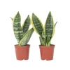 Vrouwentong - Set van 2 - Sansevieria 'Futura Superba' - Hoogte 35-40cm - ⌀12cm