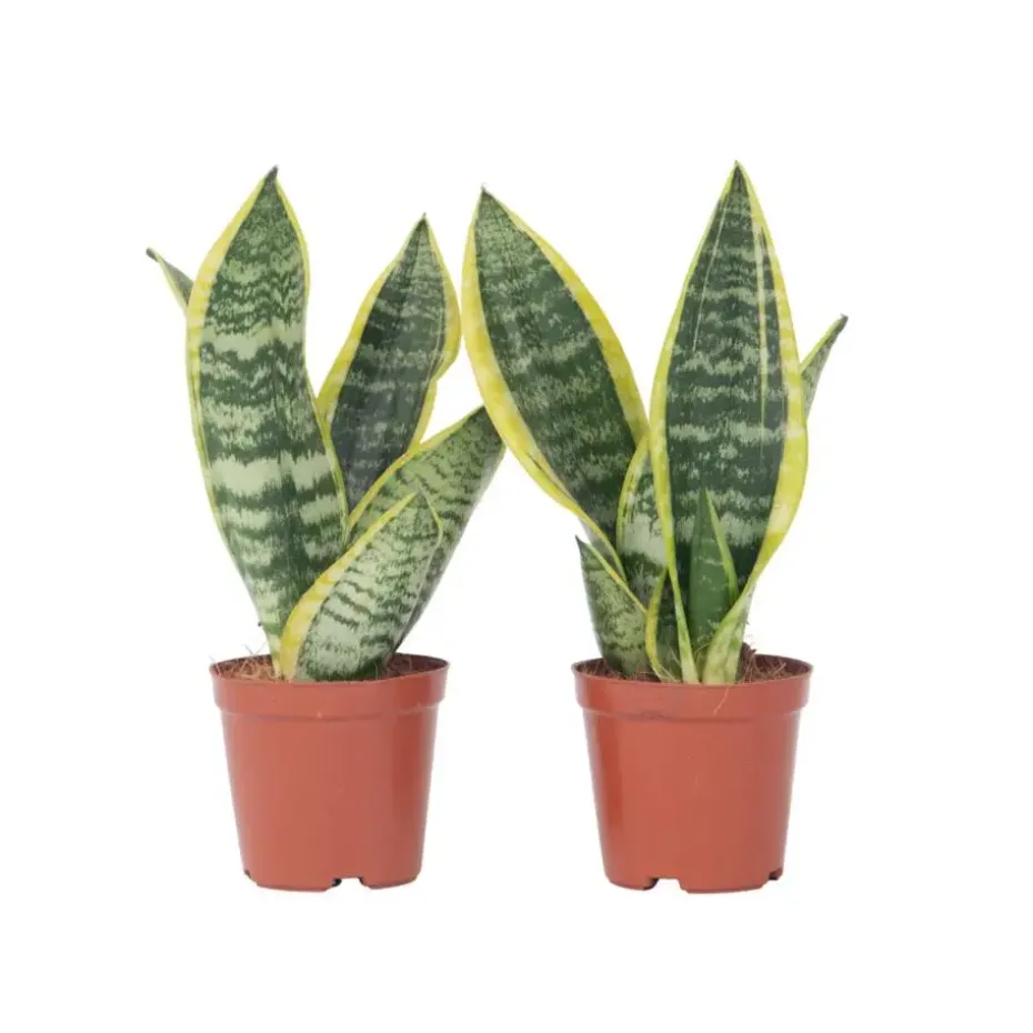 Vrouwentong - Set van 2 - Sansevieria 'Futura Superba' - Hoogte 35-40cm - ⌀12cm