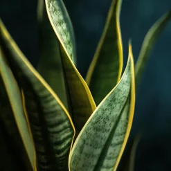 Vrouwentong - Set van 2 - Sansevieria 'Futura Superba' - Hoogte 35-40cm - ⌀12cm