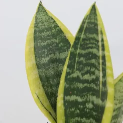 Vrouwentong - Set van 2 - Sansevieria 'Futura Superba' - Hoogte 35-40cm - ⌀12cm