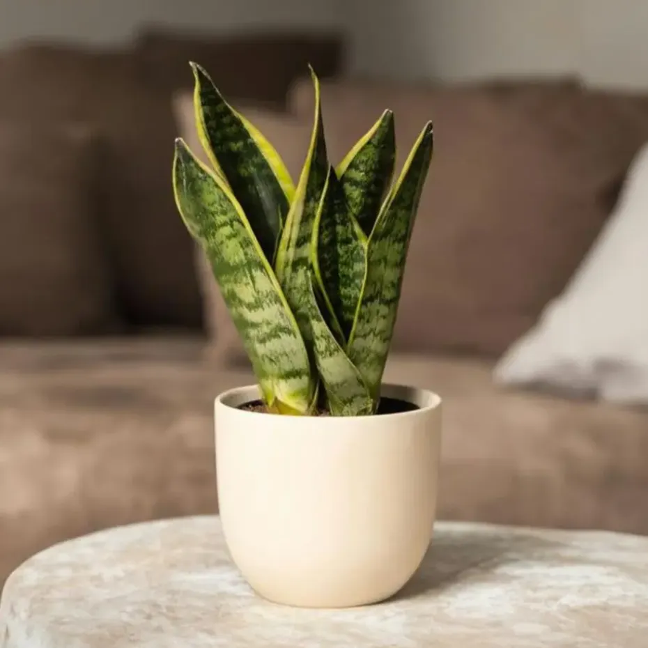 Vrouwentong - Set van 2 - Sansevieria 'Futura Superba' - Hoogte 35-40cm - ⌀12cm