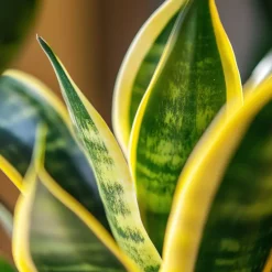 Vrouwentong - Set van 2 - Sansevieria 'Futura Superba' - Hoogte 35-40cm - ⌀12cm