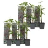 Wilde wingerd - Set van 6 - Parthenocissus quinquefolia - Hoogte 25-40cm - ⌀9cm