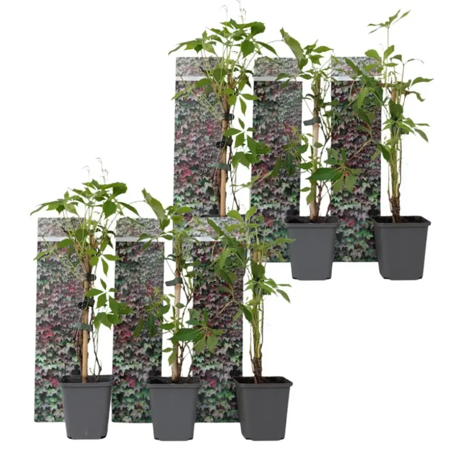 Wilde wingerd - Set van 6 - Parthenocissus quinquefolia - Hoogte 25-40cm - ⌀9cm