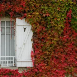 Wilde wingerd - Set van 6 - Parthenocissus quinquefolia - Hoogte 25-40cm - ⌀9cm
