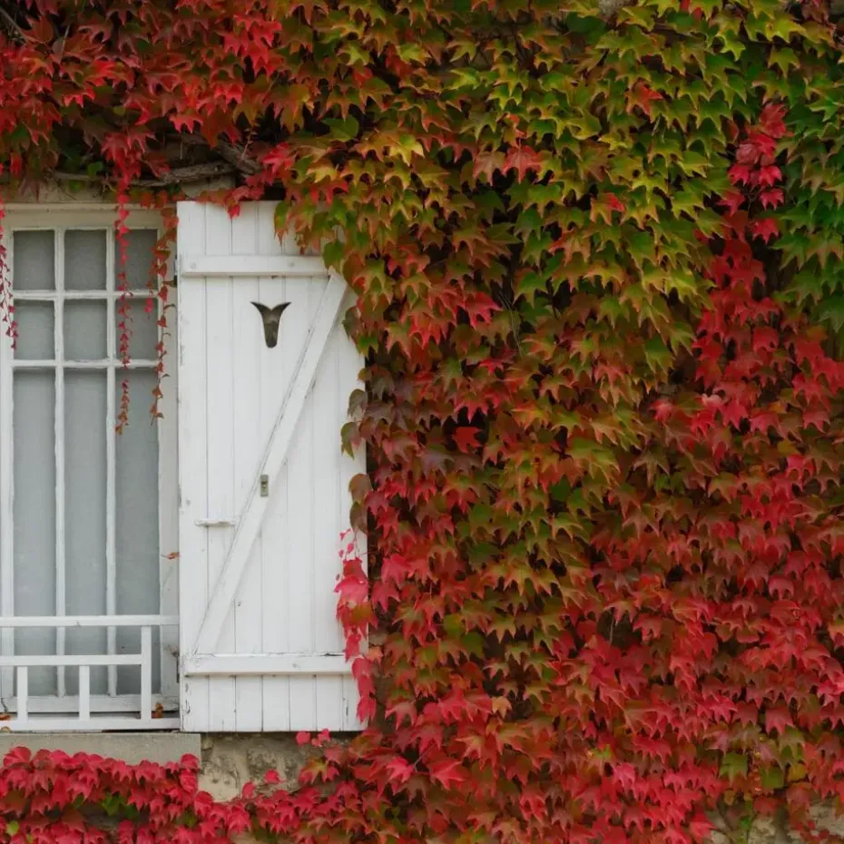 Wilde wingerd - Set van 6 - Parthenocissus quinquefolia - Hoogte 25-40cm - ⌀9cm
