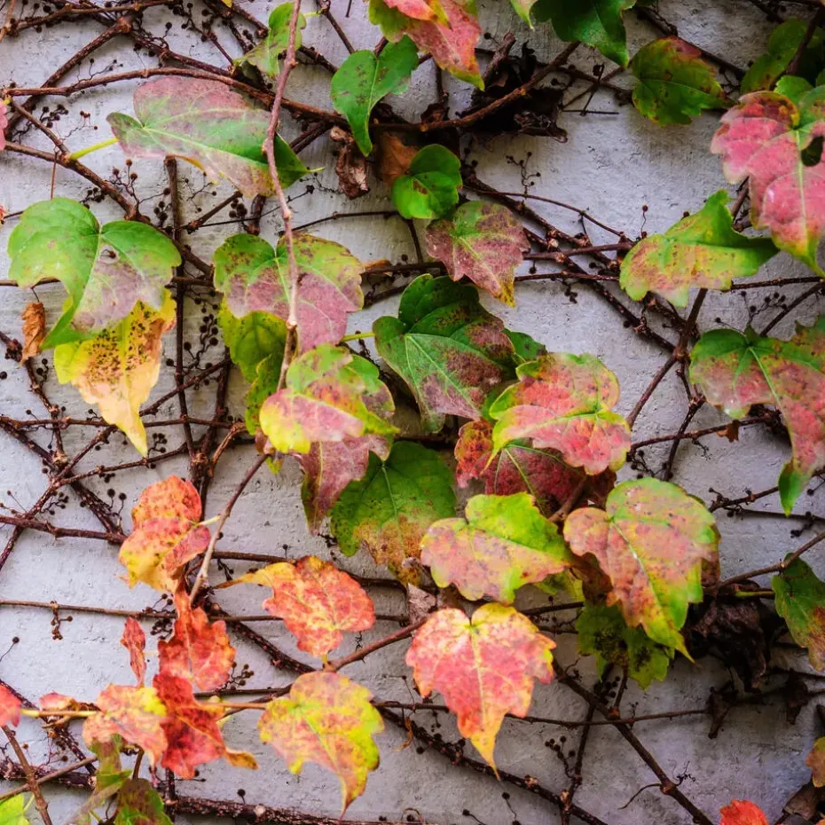 Wilde wingerd - Set van 6 - Parthenocissus quinquefolia - Hoogte 25-40cm - ⌀9cm