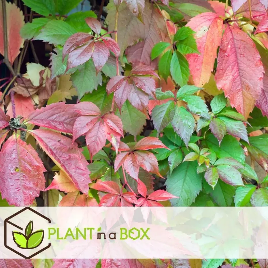 Wilde wingerd - Set van 6 - Parthenocissus quinquefolia - Hoogte 25-40cm - ⌀9cm