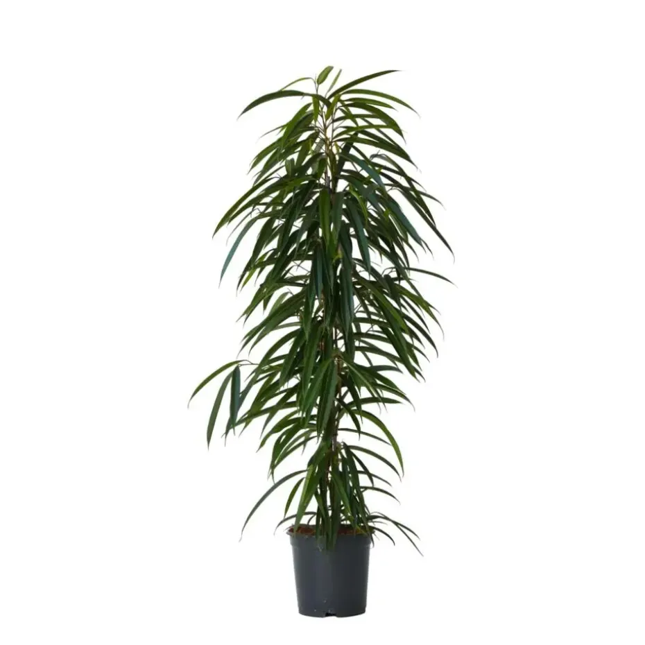 Wilgenblad Ficus - Ficus binnendijkii - Hoogte 100-110cm - ⌀21cm