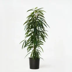 Wilgenblad Ficus - Ficus binnendijkii - Hoogte 100-110cm - ⌀21cm
