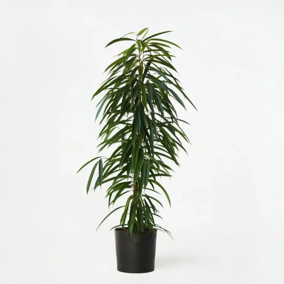 Wilgenblad Ficus - Ficus binnendijkii - Hoogte 100-110cm - ⌀21cm