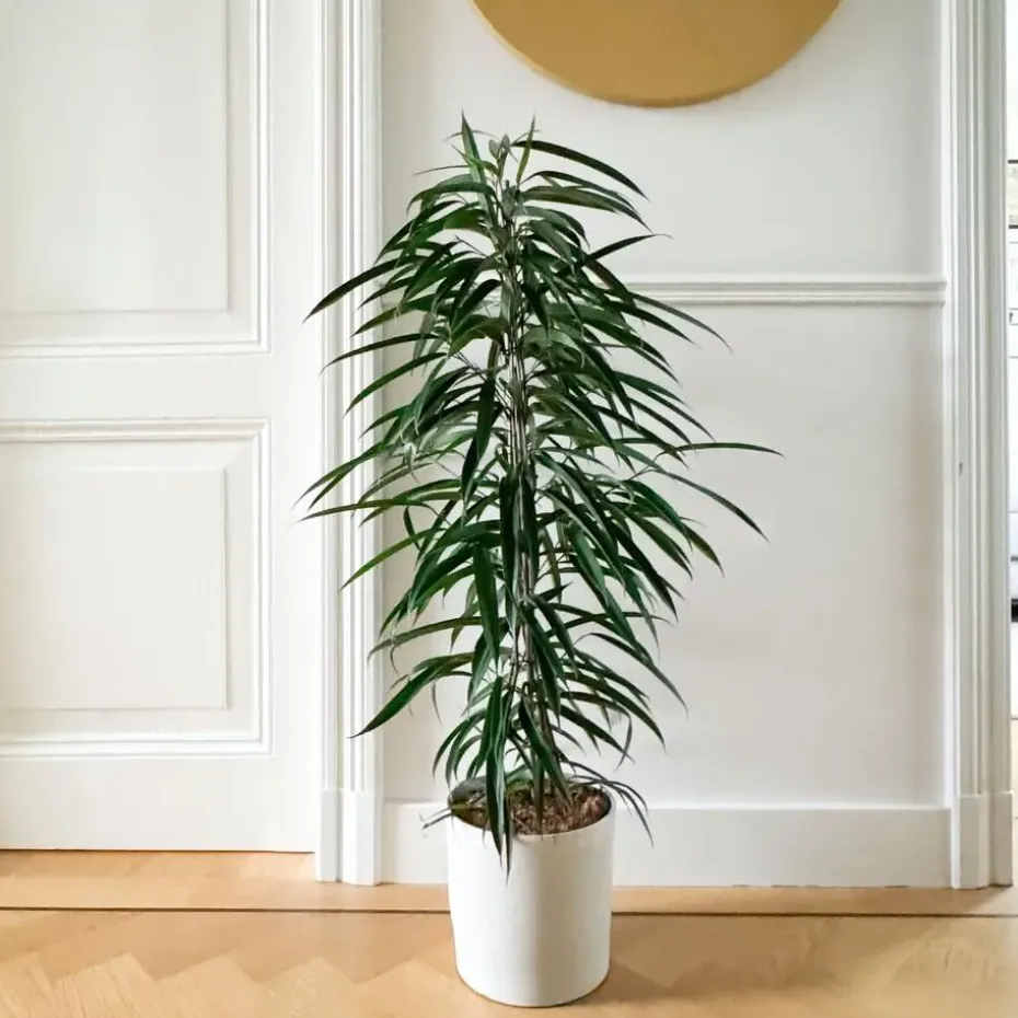 Wilgenblad Ficus - Ficus binnendijkii - Hoogte 100-110cm - ⌀21cm