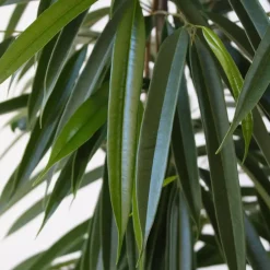 Wilgenblad Ficus - Ficus binnendijkii - Hoogte 100-110cm - ⌀21cm