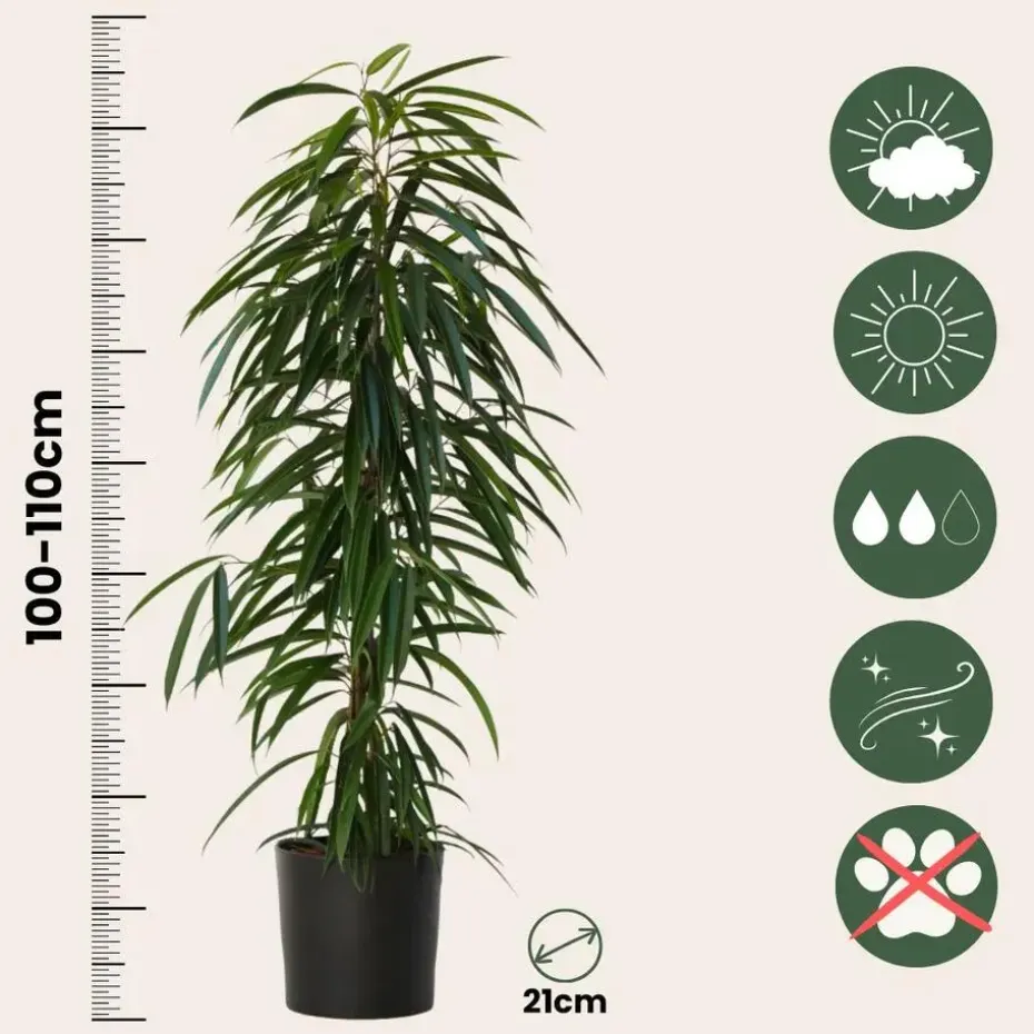 Wilgenblad Ficus - Ficus binnendijkii - Hoogte 100-110cm - ⌀21cm