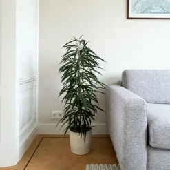 Wilgenblad Ficus - Ficus binnendijkii - Hoogte 100-110cm - ⌀21cm