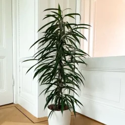 Wilgenblad Ficus - Ficus binnendijkii - Hoogte 100-110cm - ⌀21cm