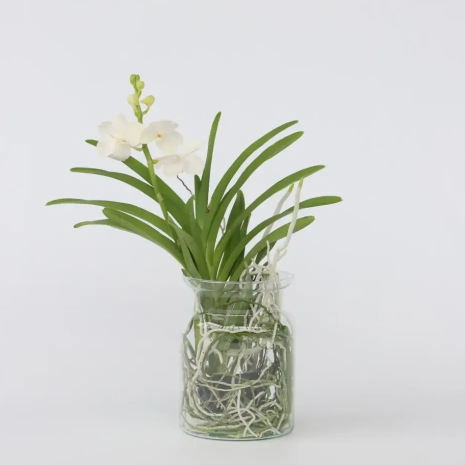 Witte Orchidee met vaas - Vanda 'White' - Hoogte 40-50cm - ⌀14cm