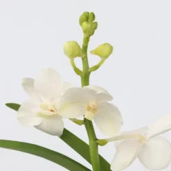Witte Orchidee met vaas - Vanda 'White' - Hoogte 40-50cm - ⌀14cm