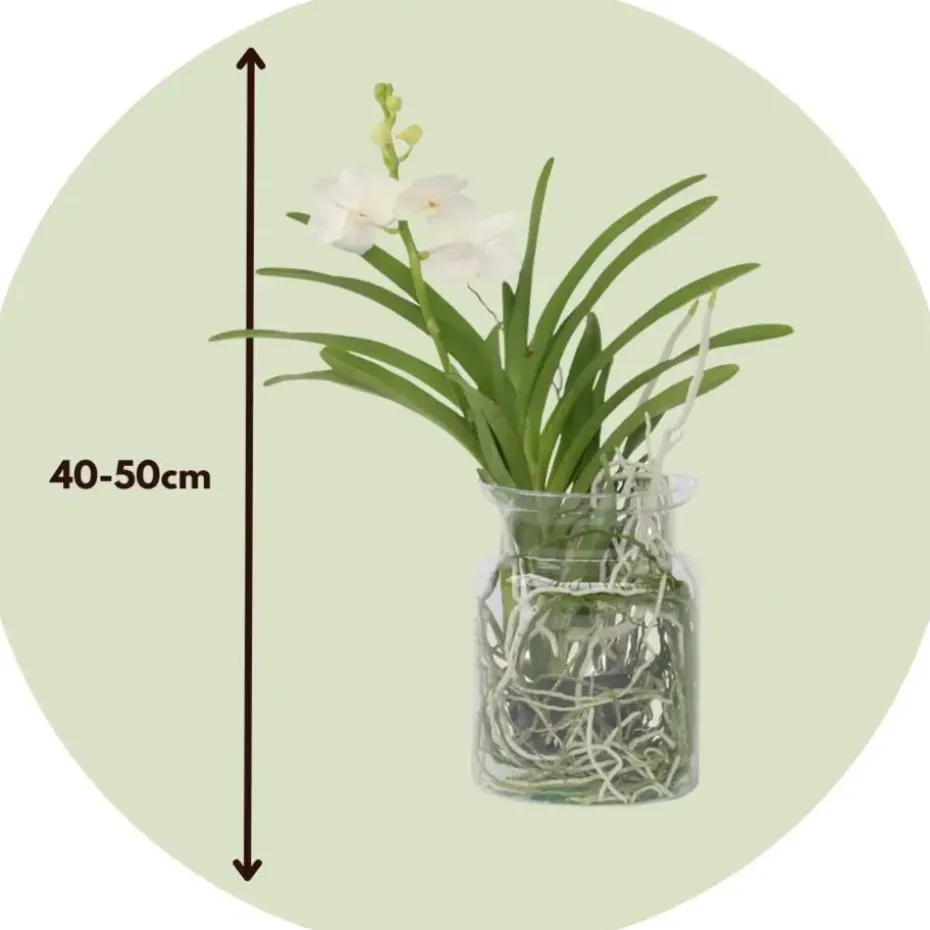 Witte Orchidee met vaas - Vanda 'White' - Hoogte 40-50cm - ⌀14cm