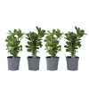 Woestijnroos - Set van 4 - Adenium obesum - Hoogte 25-40cm - ⌀10,5cm