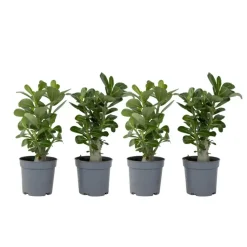 Woestijnroos - Set van 4 - Adenium obesum - Hoogte 25-40cm - ⌀10,5cm