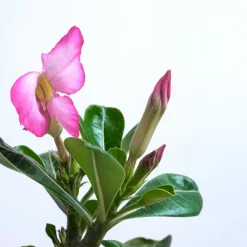 Woestijnroos - Set van 4 - Adenium obesum - Hoogte 25-40cm - ⌀10,5cm