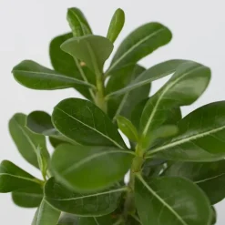 Woestijnroos - Set van 4 - Adenium obesum - Hoogte 25-40cm - ⌀10,5cm