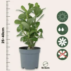 Woestijnroos - Set van 4 - Adenium obesum - Hoogte 25-40cm - ⌀10,5cm