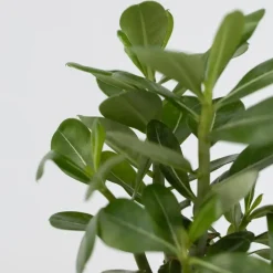 Woestijnroos - Set van 4 - Adenium obesum - Hoogte 25-40cm - ⌀10,5cm