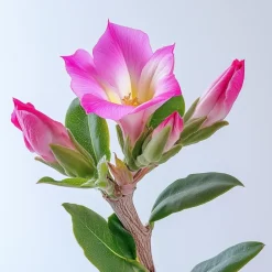 Woestijnroos - Set van 4 - Adenium obesum - Hoogte 25-40cm - ⌀10,5cm