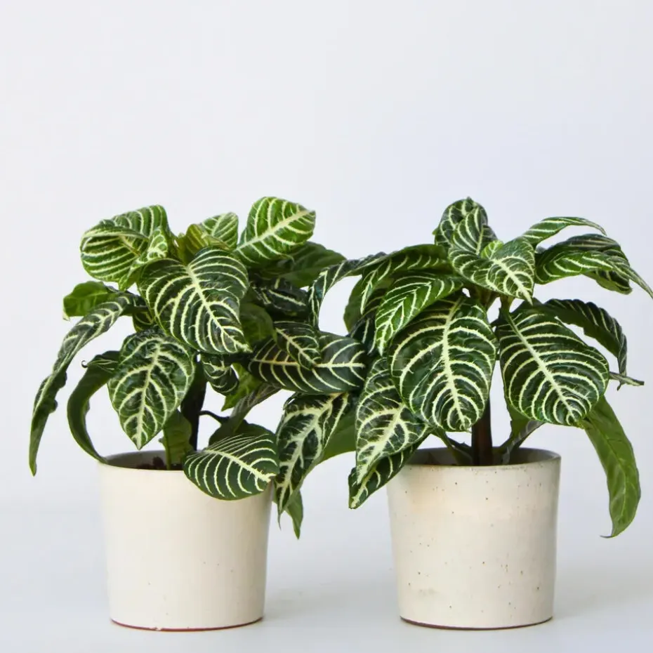 Zebraplant - Set van 4 - Aphelandra squarrosa - Hoogte 25-45cm - ⌀13cm