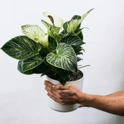 Zebraplant - Set van 4 - Aphelandra squarrosa - Hoogte 25-45cm - ⌀13cm