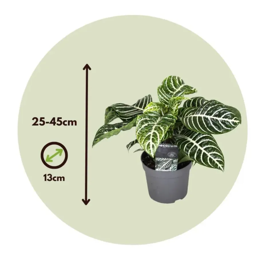 Zebraplant - Set van 4 - Aphelandra squarrosa - Hoogte 25-45cm - ⌀13cm