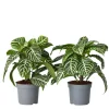 Zebraplant - Set van 2 - Aphelandra squarrosa - Hoogte 25-45cm - ⌀13cm
