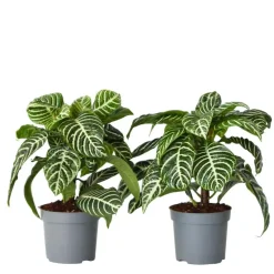 Zebraplant - Set van 2 - Aphelandra squarrosa - Hoogte 25-45cm - ⌀13cm