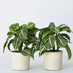 Zebraplant - Set van 2 - Aphelandra squarrosa - Hoogte 25-45cm - ⌀13cm