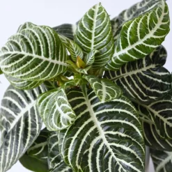 Zebraplant - Set van 2 - Aphelandra squarrosa - Hoogte 25-45cm - ⌀13cm