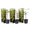 Zilveracacia - Set van 3 - Mimosa dealbata - Hoogte 25-40cm - ⌀9cm