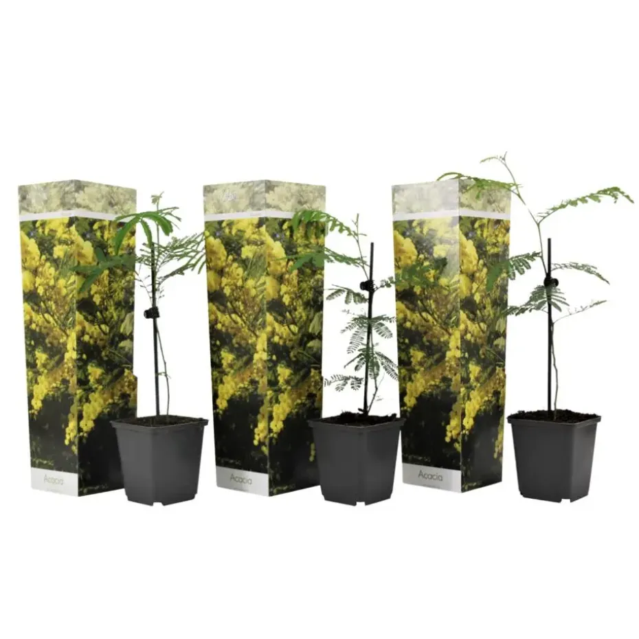 Zilveracacia - Set van 3 - Mimosa dealbata - Hoogte 25-40cm - ⌀9cm