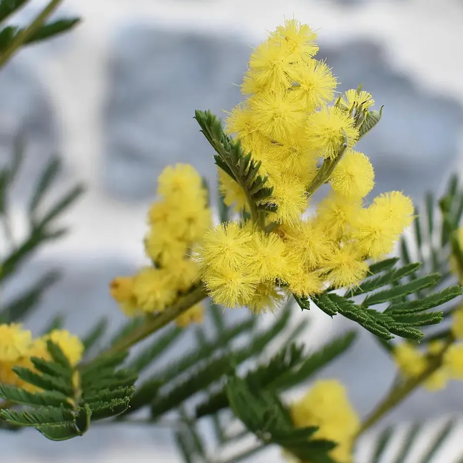 Zilveracacia - Set van 3 - Mimosa dealbata - Hoogte 25-40cm - ⌀9cm