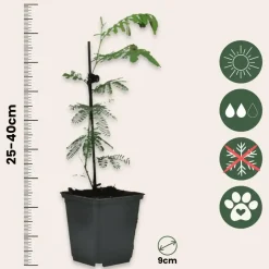 Zilveracacia - Set van 3 - Mimosa dealbata - Hoogte 25-40cm - ⌀9cm